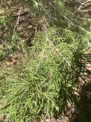 Juniperus