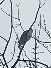 Accipiter