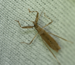 Sastrapada baerensprungi