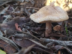 Lepiota cristata