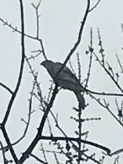 Accipiter
