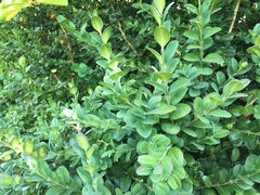 Buxus