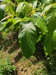 Lagerstroemia speciosa