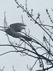 Accipiter