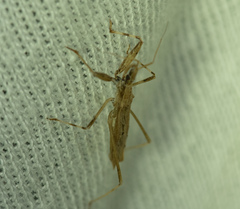 Sastrapada baerensprungi