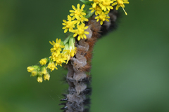 Entomophthorales