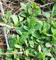 Tripodion tetraphyllum
