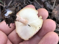 Lepiota cristata