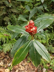 Costaceae