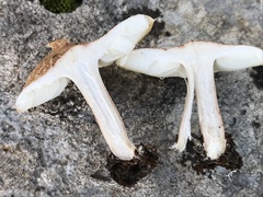 Lepiota cristata