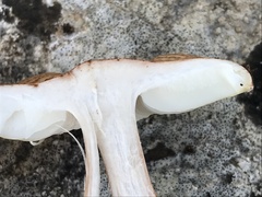 Lepiota cristata