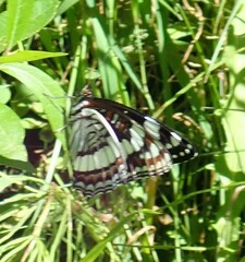 Limenitis weidemeyerii