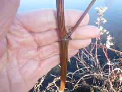 Rumex britannica