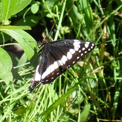 Limenitis weidemeyerii