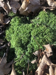 Plagiomnium cuspidatum