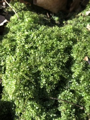 Plagiomnium cuspidatum