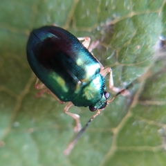 Colaspis