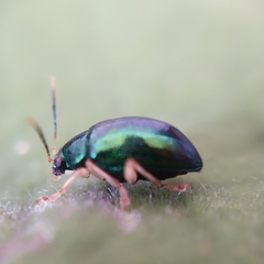 Colaspis