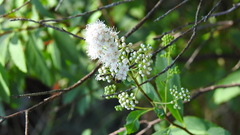 Spiraea alba latifolia