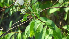 Spiraea alba latifolia
