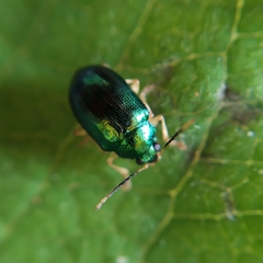 Colaspis