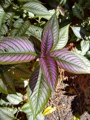 Strobilanthes auriculata