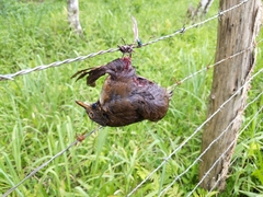 Turdus albicollis