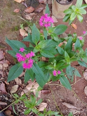Pentas