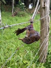 Turdus albicollis
