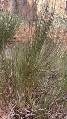 Ephedra viridis