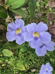 Thunbergia grandiflora