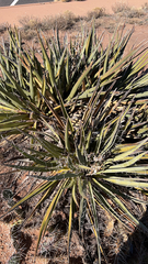 Yucca baccata