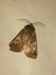 Cerastis tenebrifera