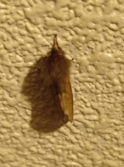 Ptilophora plumigera