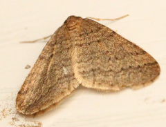 Operophtera
