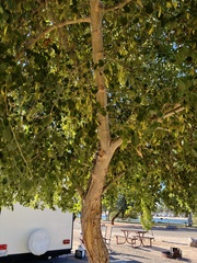 Populus angustifolia