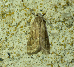 Parapoynx stratiotata