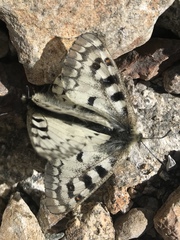 Parnassius behrii