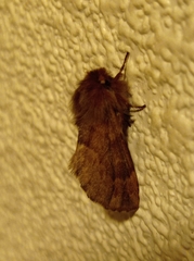 Ptilophora plumigera