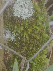 Racopilum cuspidigerum