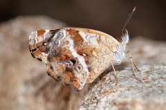 Anthanassa texana texana