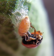 Dinocampus coccinellae