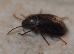 Tenebrioninae