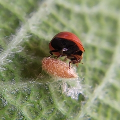 Dinocampus coccinellae