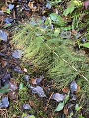 Equisetum sylvaticum