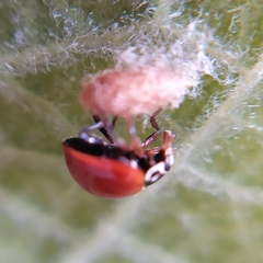 Dinocampus coccinellae