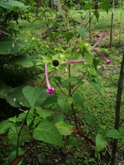 Mirabilis