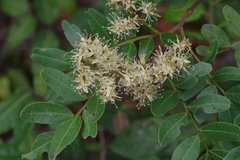 Copaifera baumiana