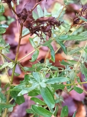 Hypericum perforatum