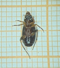 Tetragonoderus quadrinotatus